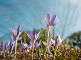 Image result for Herbstzeitlose