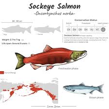 Image result for Oncorhynchus