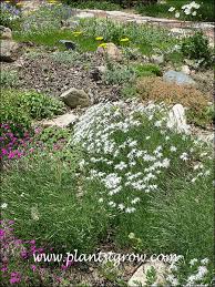 Attēlu rezultāti vaicājumam “Dianthus arenarius flower”