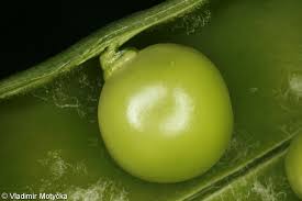 Attēlu rezultāti vaicājumam “Pisum sativum fruit”