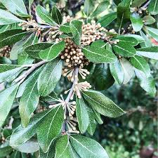 Attēlu rezultāti vaicājumam “Lycogala botrydium sessile”