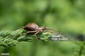 Attēlu rezultāti vaicājumam “Pisaura mirabilis female”