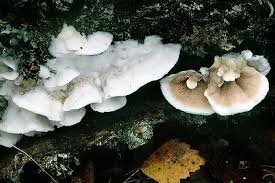 Attēlu rezultāti vaicājumam “Gloeoporus dichrous”