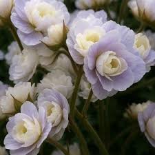 Image result for Geranium `Summer Skies`