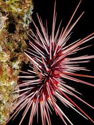 Image result for Mesocentrotus franciscanus