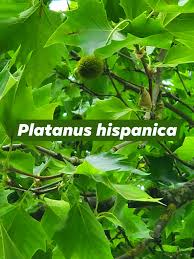 Attēlu rezultāti vaicājumam “Platanus x hispanica (syn. Platanus x acerifolia) leaf”