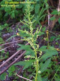 Image result for Chenopodium ambrosioides