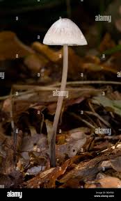 Attēlu rezultāti vaicājumam “Mycena filopes”