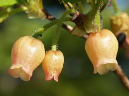 Attēlu rezultāti vaicājumam “Menziesia ferruginea”