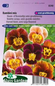 Image result for Hornveilchen