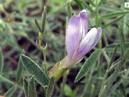 Attēlu rezultāti vaicājumam “Astragalus arenarius leaf”
