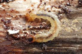 Attēlu rezultāti vaicājumam “Schizotus pectinicornis”