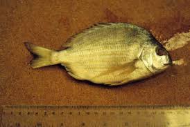 Image result for Archosargus rhomboidalis