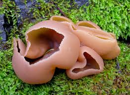 Attēlu rezultāti vaicājumam “Peziza repanda”