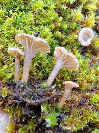 Attēlu rezultāti vaicājumam “Arrhenia spatulata”