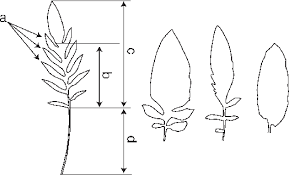 Attēlu rezultāti vaicājumam “Serratula tinctoria leaf”
