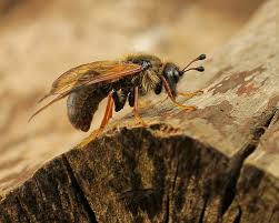 Attēlu rezultāti vaicājumam “Trichiosoma larva”