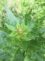 Attēlu rezultāti vaicājumam “Chenopodium rubrum leaf”