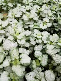 Attēlu rezultāti vaicājumam “Lamium maculatum”