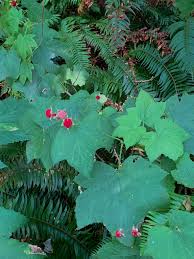 Attēlu rezultāti vaicājumam “Rubus parviflorus”