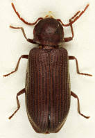 Attēlu rezultāti vaicājumam “Anobiidae”