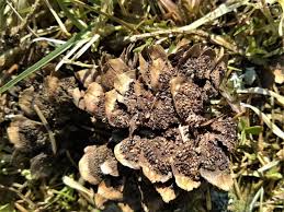 Attēlu rezultāti vaicājumam “Pucciniastrum areolatum”