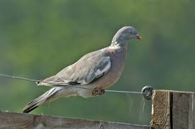 Attēlu rezultāti vaicājumam “Columba palumbus”
