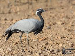 Attēlu rezultāti vaicājumam “Gruiformes”