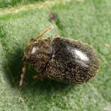 Attēlu rezultāti vaicājumam “Ptinus sp. male”