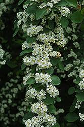 Attēlu rezultāti vaicājumam “Cotoneaster multiflorus leaf”