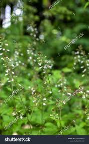 Attēlu rezultāti vaicājumam “Circaea lutetiana fruit”