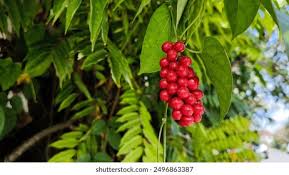 Attēlu rezultāti vaicājumam “Schisandra chinensis”