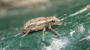 Attēlu rezultāti vaicājumam “Sitona sp.”