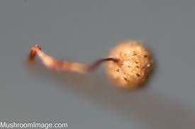 Attēlu rezultāti vaicājumam “Cribraria cancellata var. fusca spores”