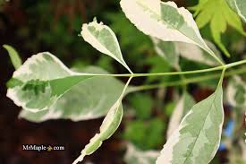 Attēlu rezultāti vaicājumam “Fraxinus pennsylvanica”