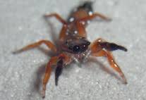 Attēlu rezultāti vaicājumam “Ypsolophidae”