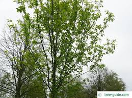 Attēlu rezultāti vaicājumam “Prunus (bird-cherry tree)”
