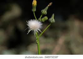 Attēlu rezultāti vaicājumam “Sonchus oleraceus bud”