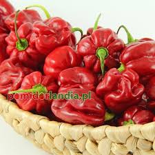 Afbeeldingsresultaat voor aconcagua sweet pepper