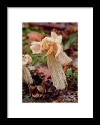 Attēlu rezultāti vaicājumam “Helvella crispa”