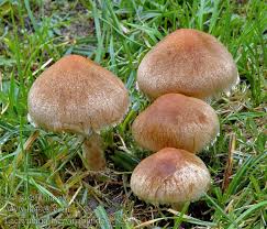 Attēlu rezultāti vaicājumam “Psathyrella lacrymabunda”