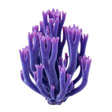 Attēlu rezultāti vaicājumam “Clavaria zollingeri”