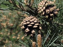 Attēlu rezultāti vaicājumam “Pinus sylvestris”