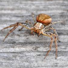 Attēlu rezultāti vaicājumam “Xysticus cristatus”