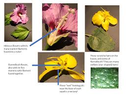 Attēlu rezultāti vaicājumam “Malvaceae”