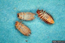 Attēlu rezultāti vaicājumam “Dermestidae”