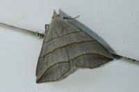 Attēlu rezultāti vaicājumam “Colobochyla salicalis”