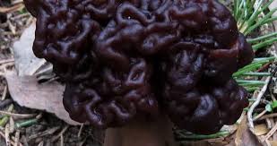 Attēlu rezultāti vaicājumam “Gyromitra esculenta”