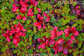 Attēlu rezultāti vaicājumam “Empetrum nigrum flower”