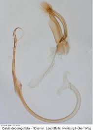 Attēlu rezultāti vaicājumam “Calvia decemguttata imago”